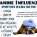 Canine Influenza -What you Need to Know
